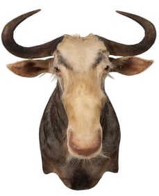Wildebeest Shoulder Mount