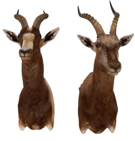 Pair of Blesbok Shoulder Mounts