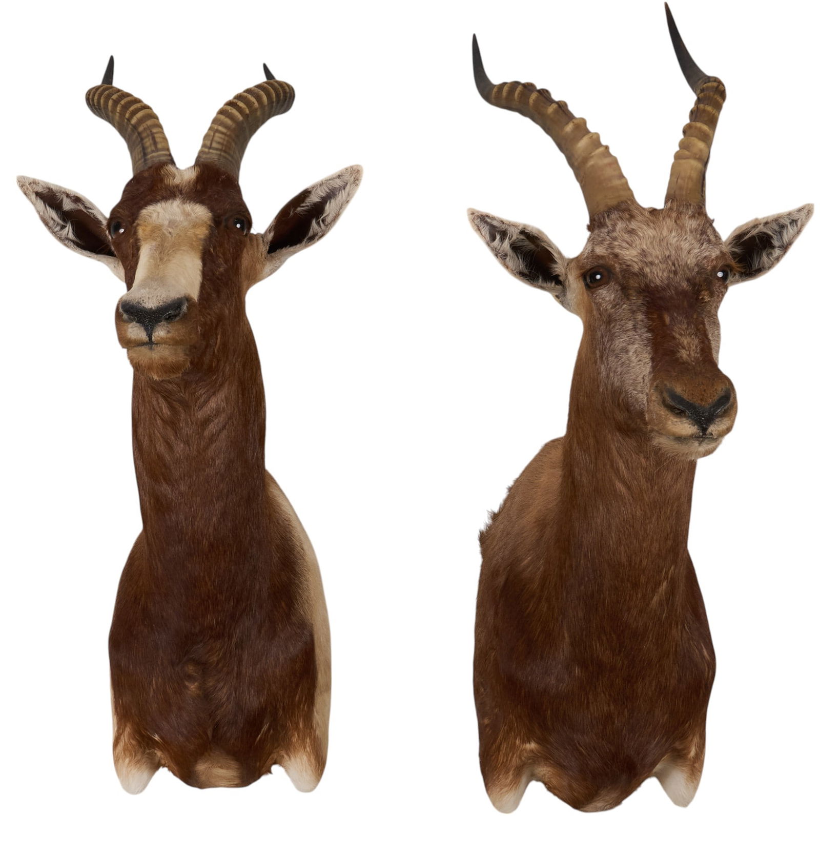 Pair of Blesbok Shoulder Mounts (1 of 4)