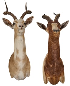 Blackbuck and Blesbok Shoulder Mounts