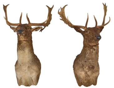 Pair of Fallow Deer Shoulder Mounts