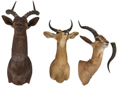 (3) Small Horned Shoulder Mounts