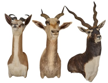 (3) Horned Shoulder Mounts