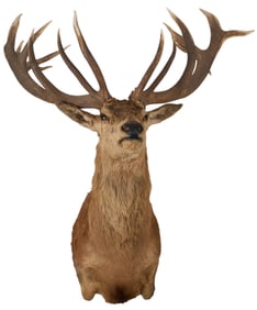 Red Stag Shoulder Mount