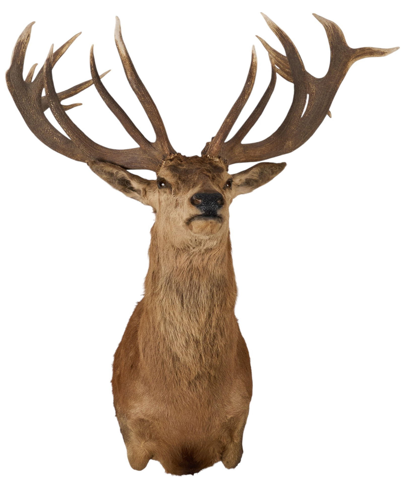 Red Stag Shoulder Mount (1 of 4)