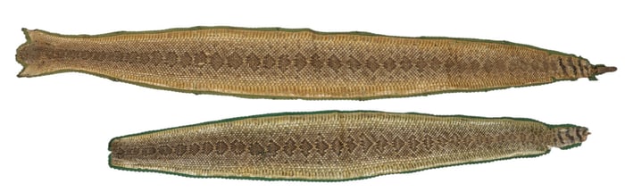 Pair of Rattlesnake Skin Displays