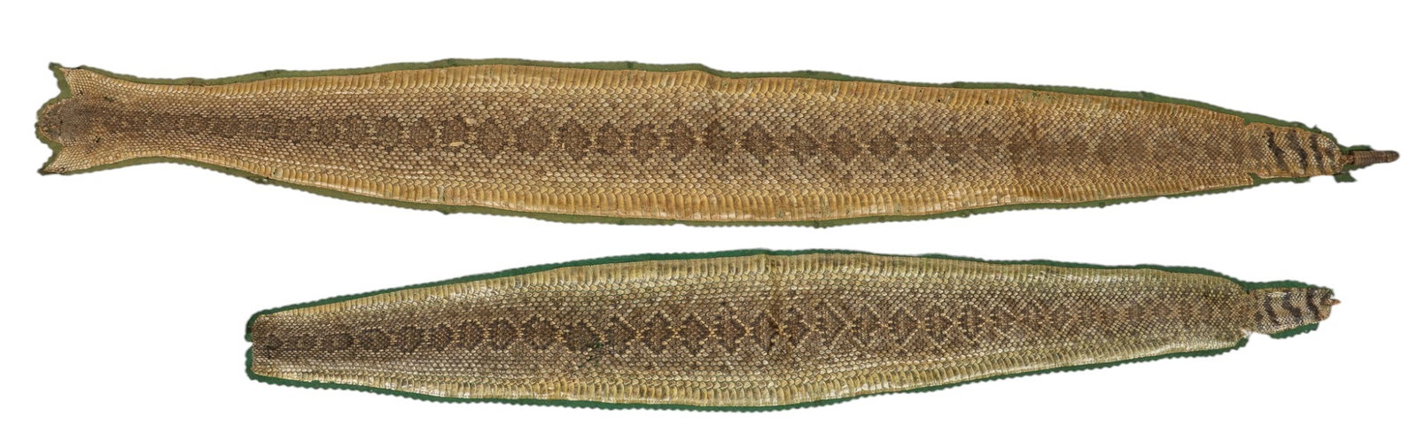 Pair of Rattlesnake Skin Displays: Pair of rattlesnake skin displays on green felt height 11 in. x width 89 in. / longest Provenance: Property from a historic home in