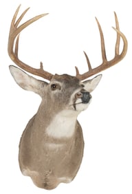 Whitetail Shoulder Mount