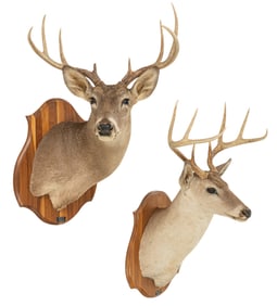Pair of White-Tailed Deer Shoulder Mounts