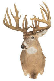 Non Typical White Tail Deer Shoulder Mount