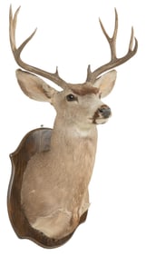Mule Deer Shoulder Mount