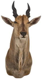 Eland Shoulder Mount