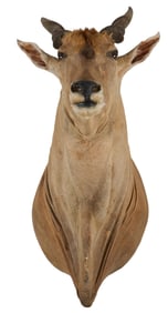 Eland Shoulder Mount