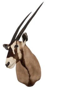 Gemsbok Shoulder Mount
