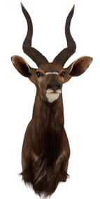 Nyala Shoulder Mount