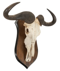Water Buffalo Skull and Horns
