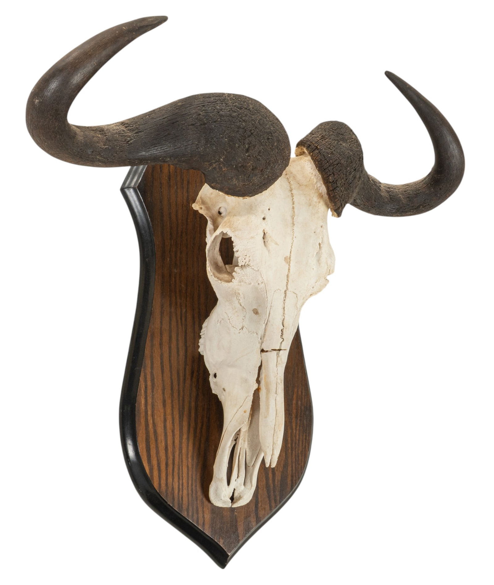 Blue Wildebeest Skull and Horns (1 of 4)