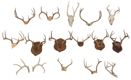 Collection of (15) Deer Antlers