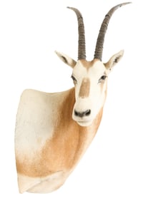 Oryx Shoulder Mount