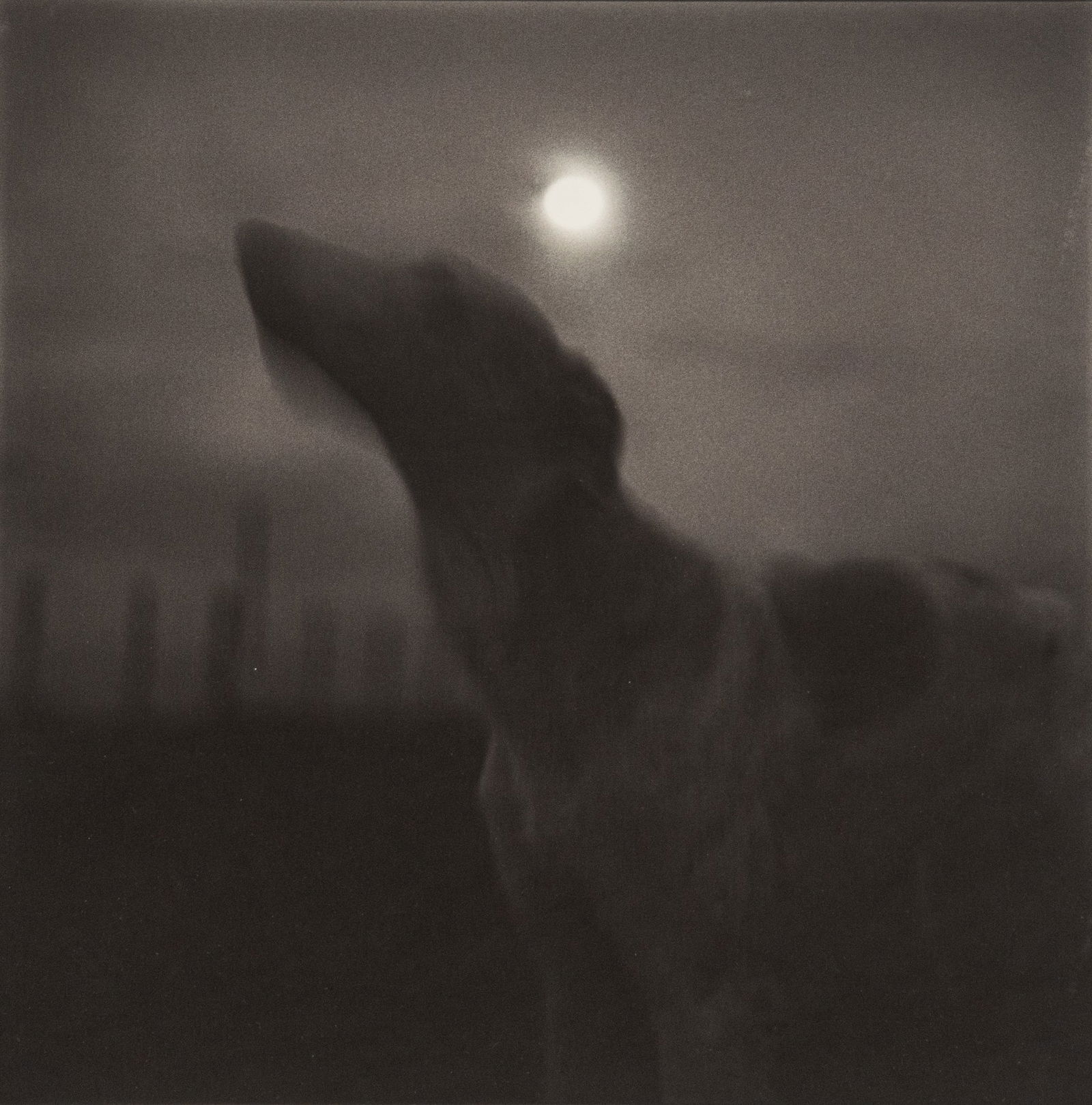 Dog, Signed Keith Carter Photograph: Keith Carter (b. June 3rd, 1948, Madison, Wisconsin) dog photograph, signed bottom right, framed and matted sight: 15 in. x 15 in., frame: 27.5 in. x 25 in. Provenance: Property from the persona