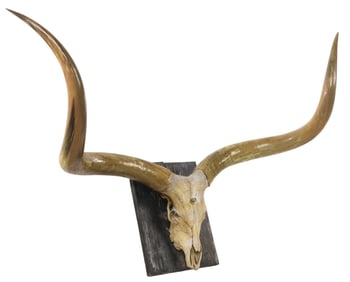 Monumental Watusi Longhorn Skull Mount