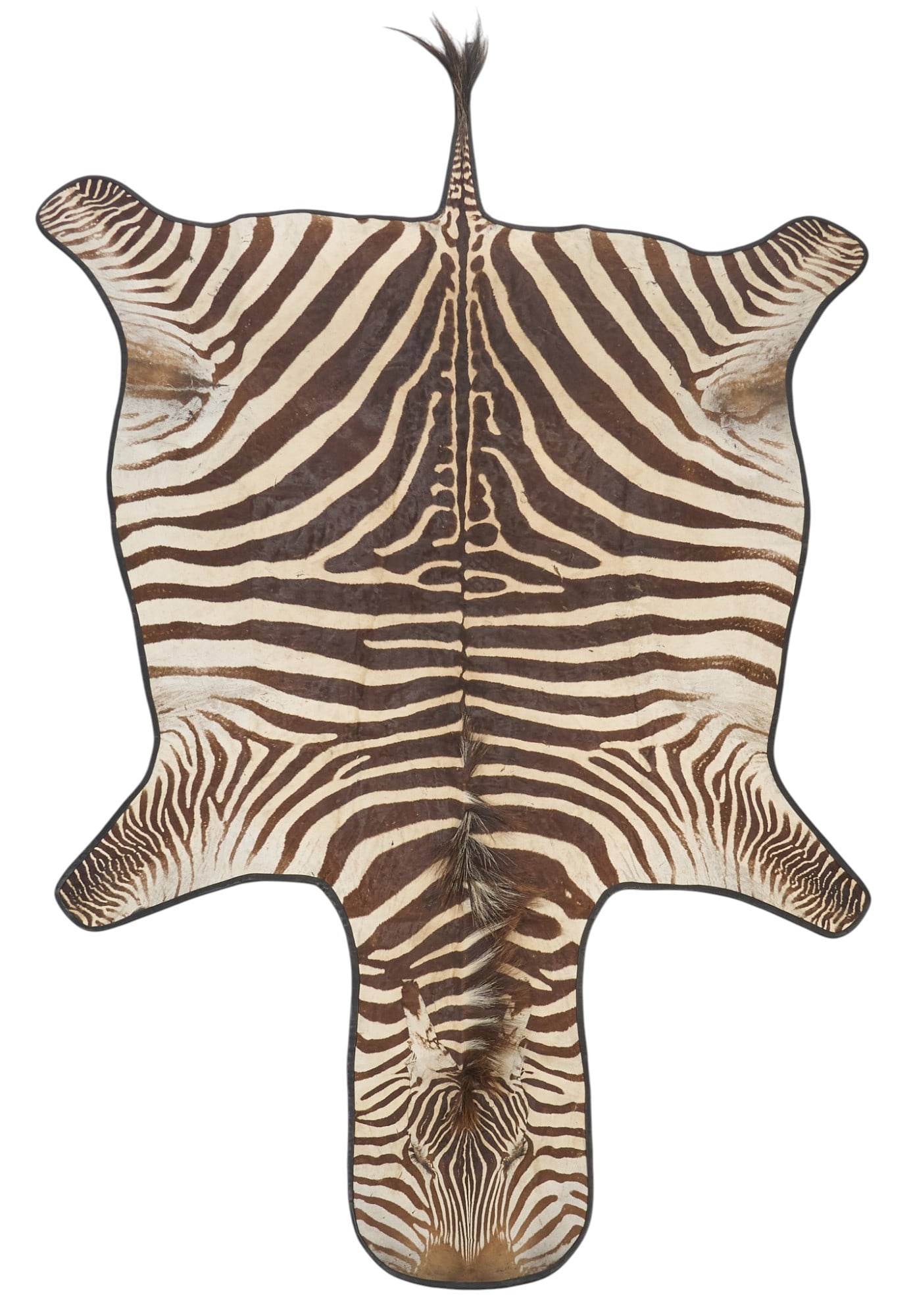 Zebra Hide Rug: Zebra hide rug 11 ft. x 5 ft. 9 in. Provenance: Property from a home in San Antonio, Texas