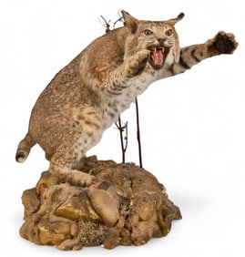 Bobcat Full Body Display