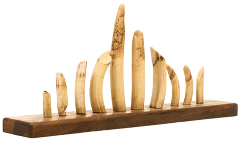 Hippo Teeth Display