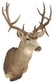 Atypical Mule Deer Shoulder Mount