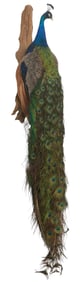 Peacock Full Body Mount