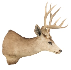 Mule Deer Shoulder Mount