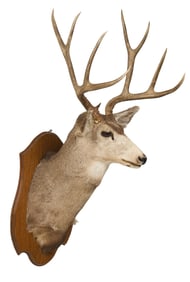 Mule Deer Shoulder Mount