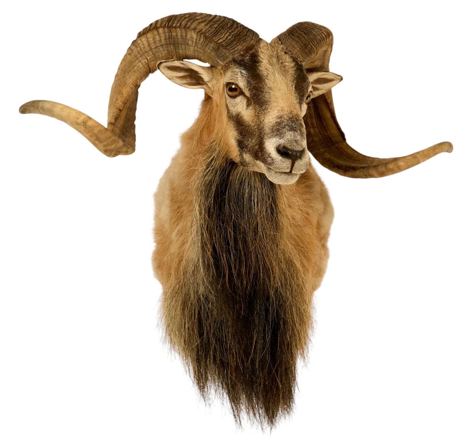 Ram Shoulder Mount (1 of 4)