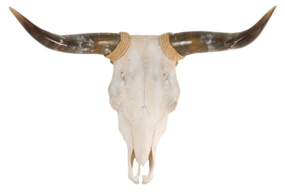 Mounted Steer Skull with Horns