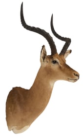 Impala Shoulder Mount