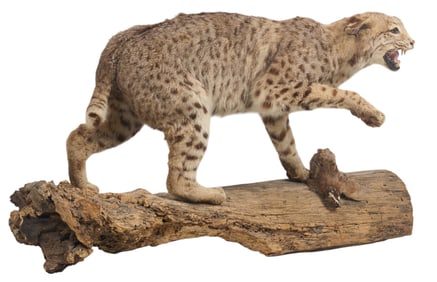 Bobcat Full Body Mount