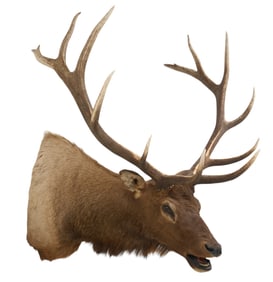 Elk Shoulder Mount