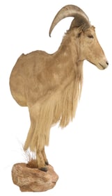 Aoudad Shoulder Mount