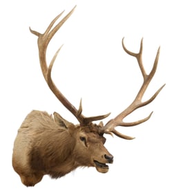 Elk Shoulder Mount