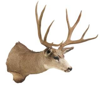 Mule Deer Shoulder Mount