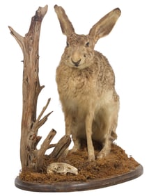 Jack Rabbit Full Body Mount