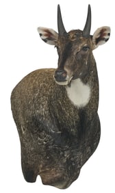 Nilgai Shoulder Mount