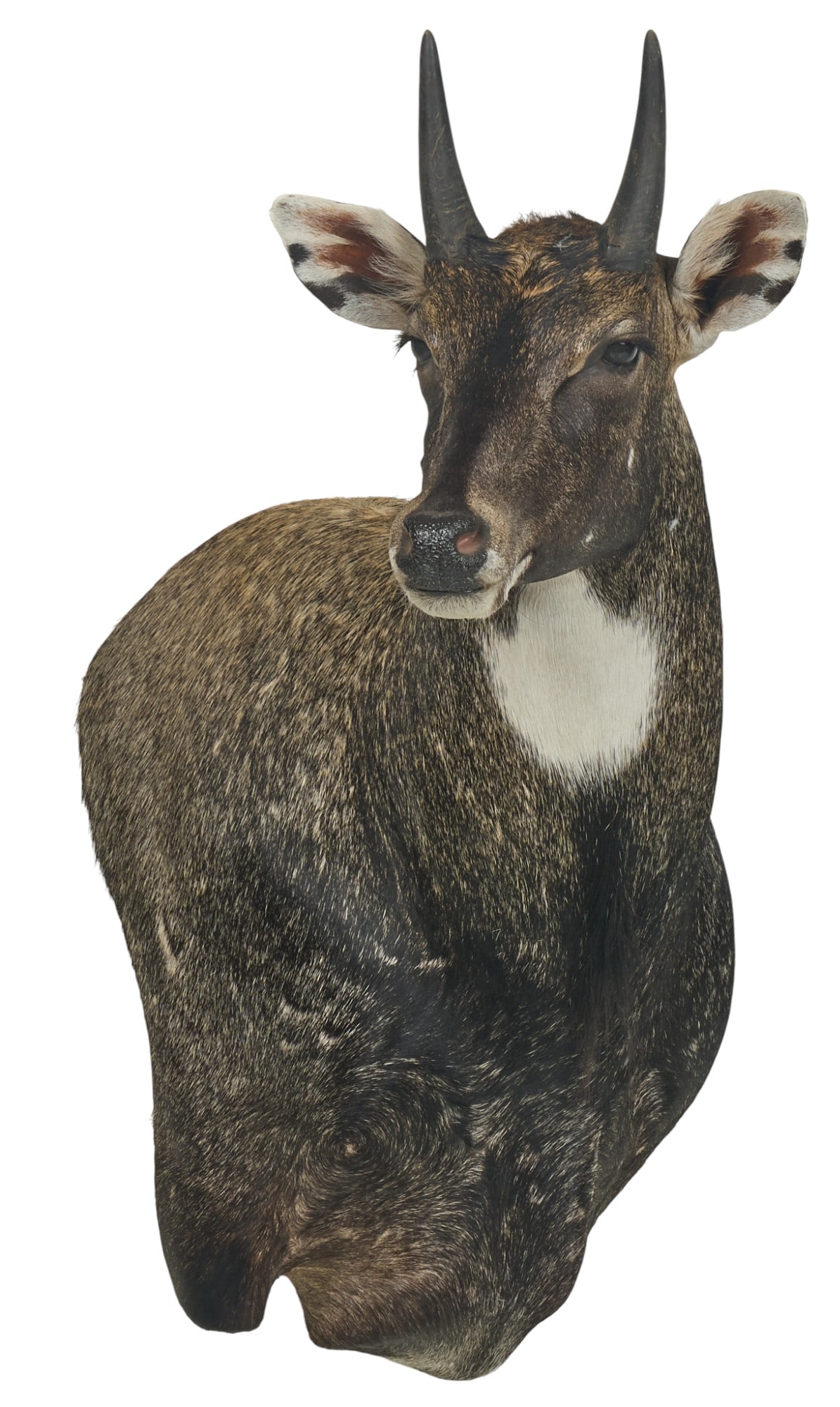 Nilgai Shoulder Mount (1 of 4)