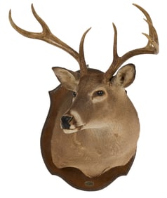 Whitetail Shoulder Mount