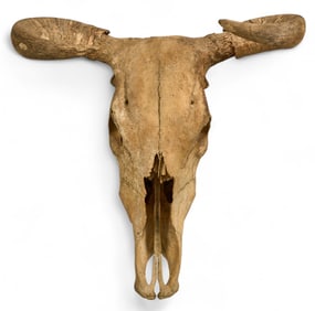 Mounted Steer Skull with Horns