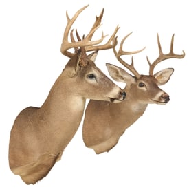 Pair of Whitetail Deer Shoulder Mounts