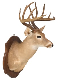 Whitetail Shoulder Mount