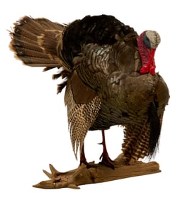 Full Body Turkey Taxidermy