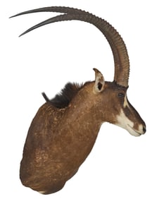 Sable Shoulder Mount