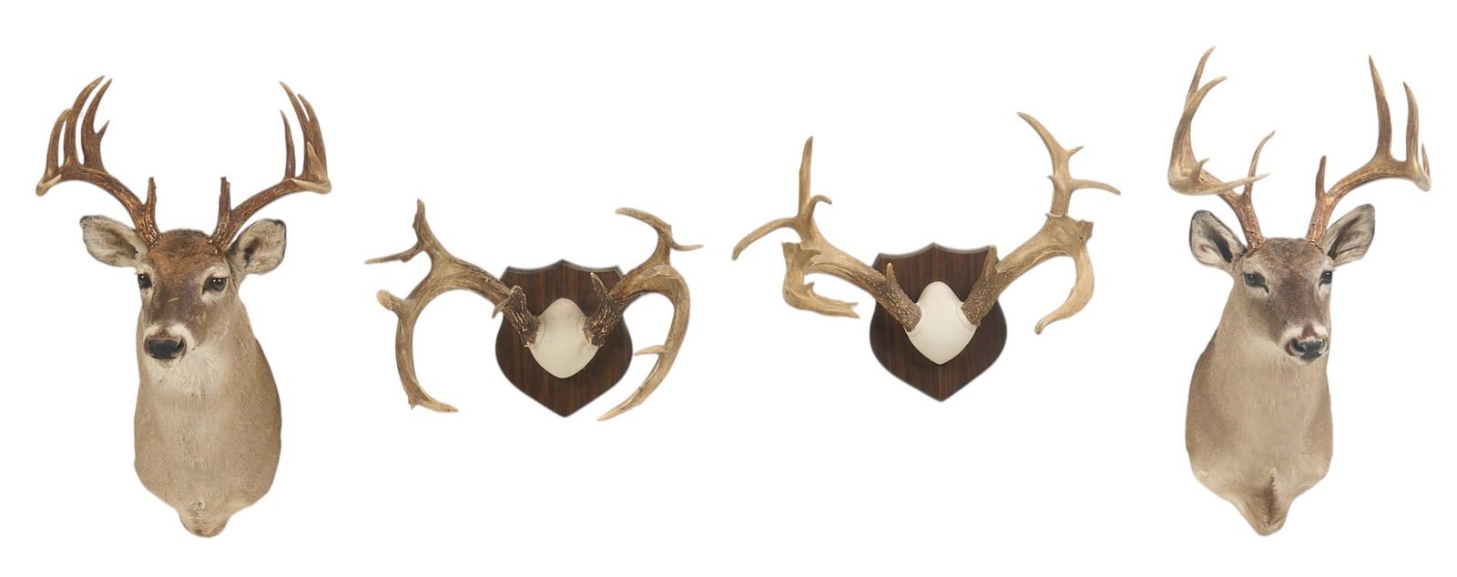 Pair of Whitetail Deer Shoulder Mounts and Horns (1 of 6)